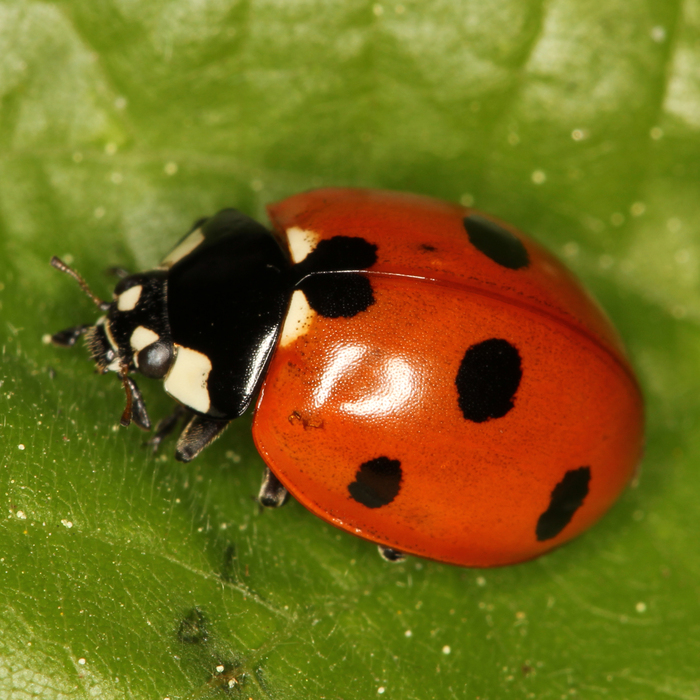 Siebenpunkt Marienkäfer Käfer Coccinella Septempunctata Naturführer Online 